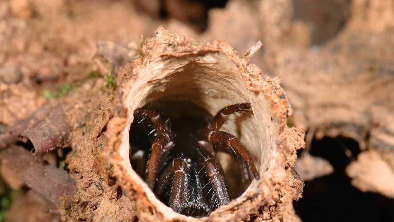 Этот паук живет в норе и нападает из засады. Калифорнийский Турельный паук. смотреть онлайн