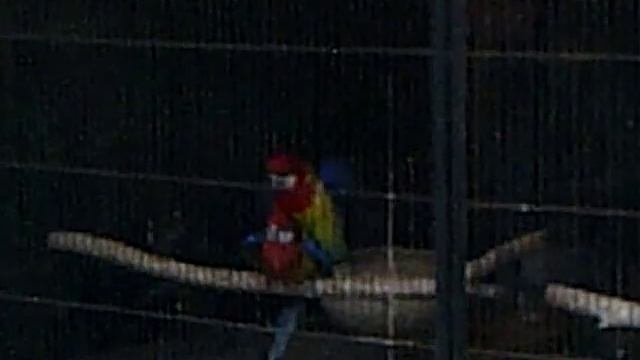 Red Rosella Breeding Pairs смотреть онлайн