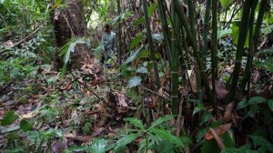 Orphan Girl Goes To The Forest Harvest Bamboo Shoots To Sell - Homeless Life, Free Bushcraft