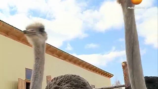 В Мышкине открылась страусиная ферма смотреть онлайн