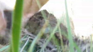 Копаем с металлоискателем  Minelab   E-Trac