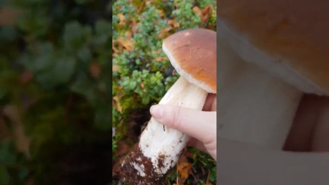 Отличный трофей #мурманскаяобласть #shortstiktok #природа #видео #mashroom #грибы смотреть онлайн
