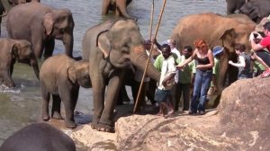 Слоновий питомник на Шри-Ланке