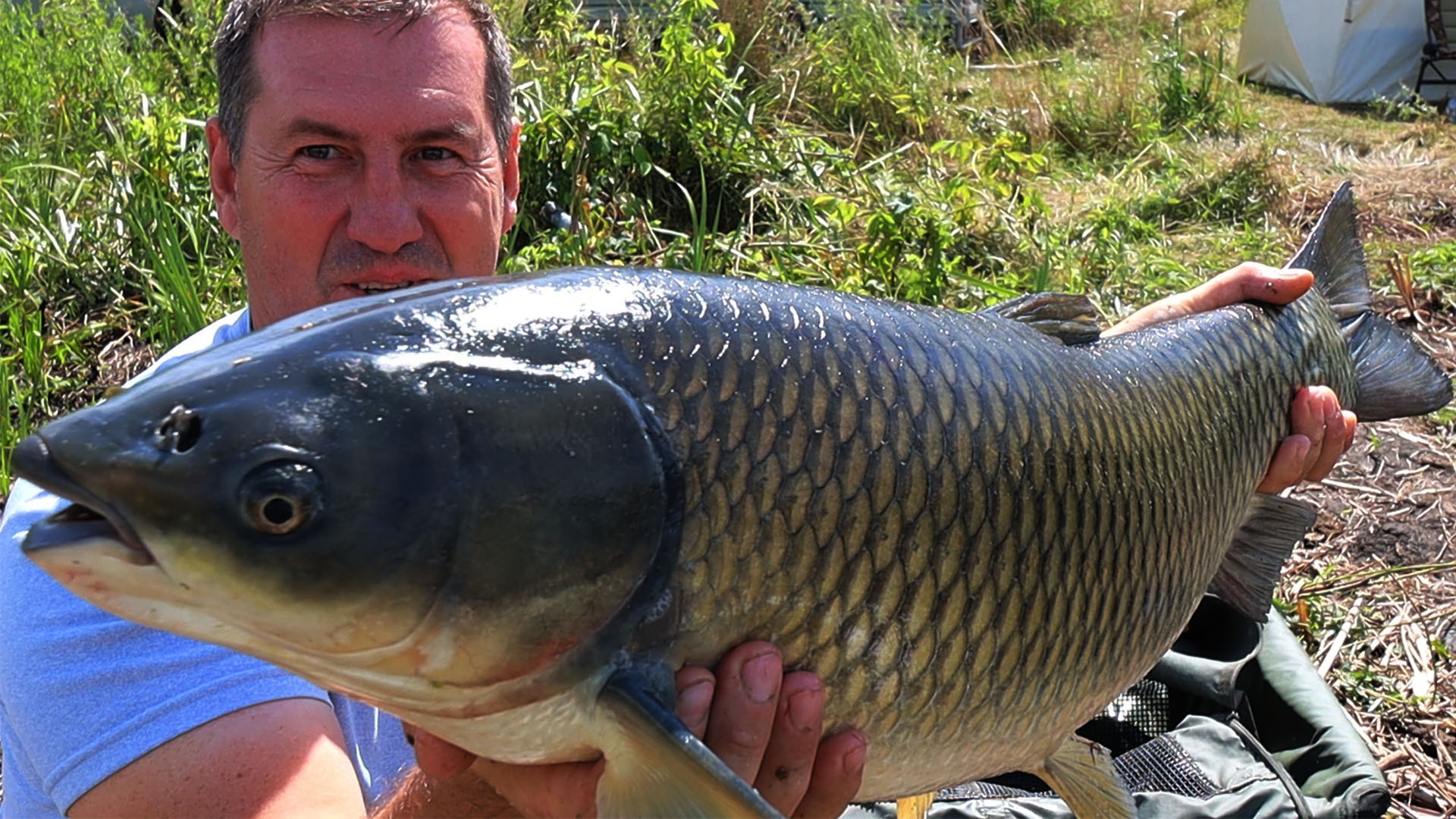 За 4 часа клюнуло 6 АМУРОВ, выход стаи на прикормку! Рыбалка с ночевкой. смотреть онлайн