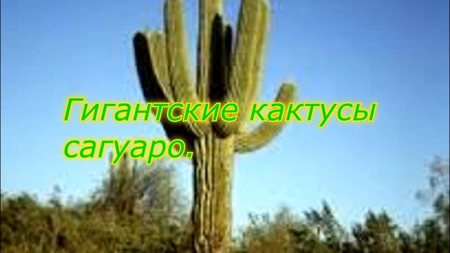 Удивительные кактусы! Где растут кактусы в природе. Виды кактусов. Кактусы в Мексике и Доминикане. смотреть онлайн