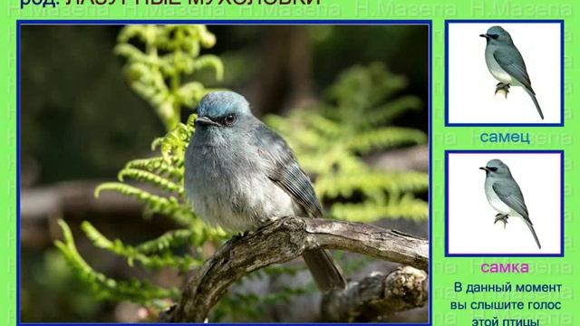 Мухоловка. Лазурные мухоловки. Голоса птиц смотреть онлайн