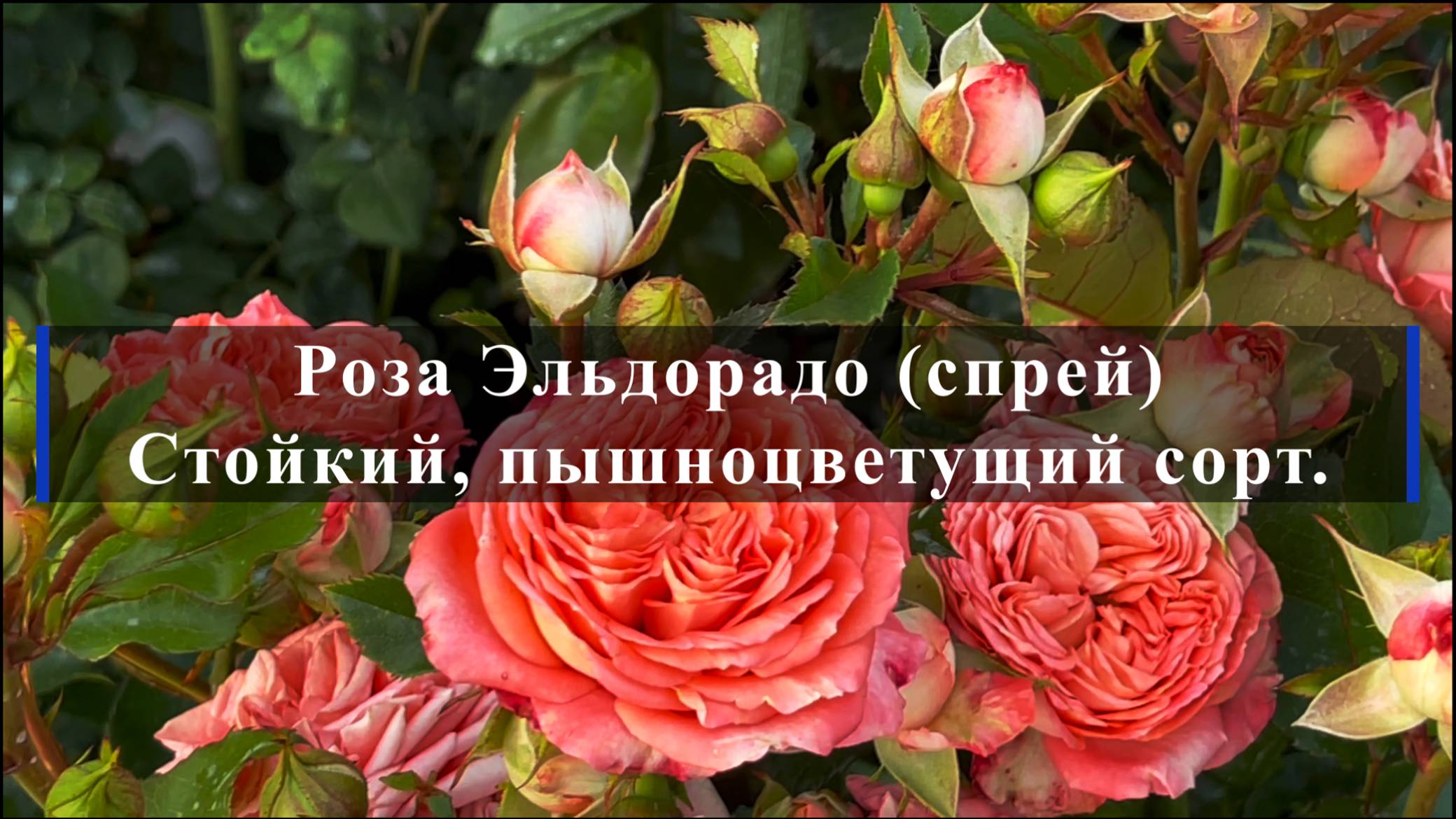 Роза Эльдорадо (спрей) Стойкий, пышноцветущий сорт. смотреть онлайн