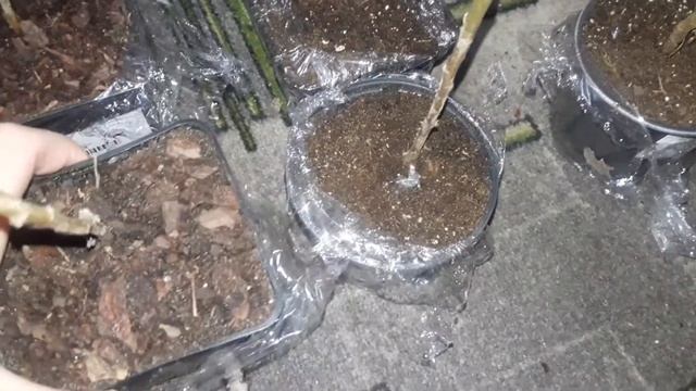 горшечная хризантема . обзор посылки, сорта смотреть онлайн