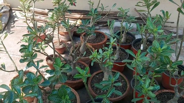 GET MORE FLOWERS IN ADENIUM PLANTS || DO THESE 5 Things On Adenium IMMEDIATELY For More Flowers смотреть онлайн