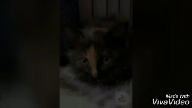 МУШИНКА ИЩЕТ ДОМ|МОСКВА И МО смотреть онлайн