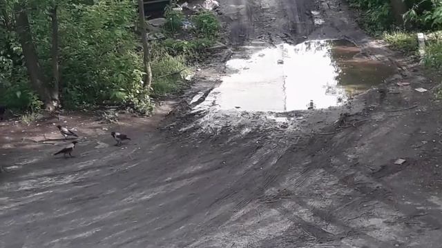 Вороны и кот. Купание в луже. Кто хозяин на дворе? смотреть онлайн