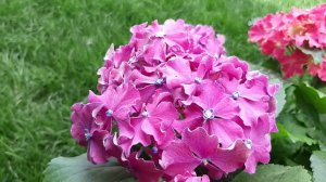 Гортензии Sparkle Hot Pink и Blue Purple. Мой отзыв СУПЕР!!!