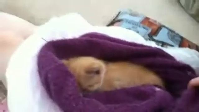 Our kitten for a day- part 2 смотреть онлайн