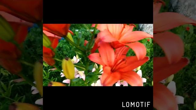 Королевский цветок. смотреть онлайн