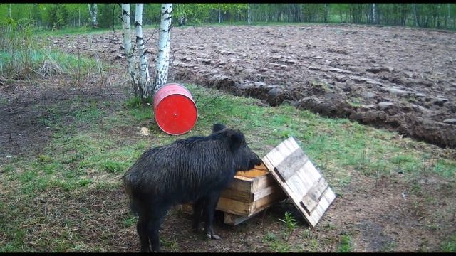 16.05.2021 Секач смотреть онлайн
