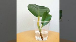 Укоренение черенка Фикуса Эластики (Каучуконосного)