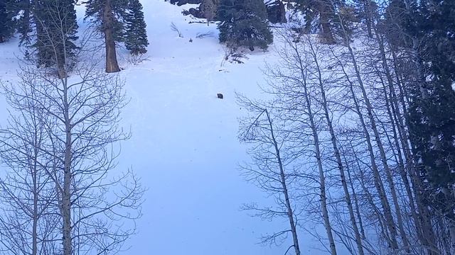 Petunia the Baby Bear Cub Takes An Adventure Up The Mountain смотреть онлайн