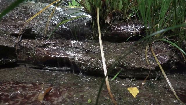 Обретите покой внутри себя: тайны гармонии, музыкальная терапия/ Secrets of harmony, music therapy смотреть онлайн
