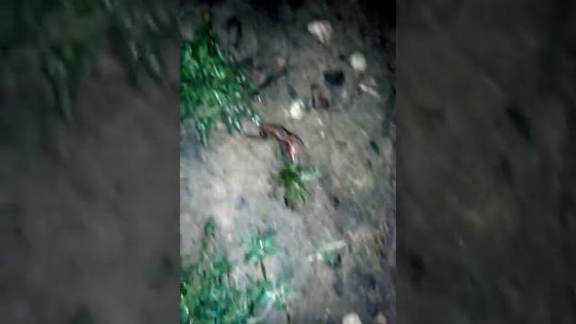 Дождевые черви в огороде весной в Беларуси. смотреть онлайн