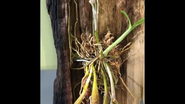 Орхидеи. Dendrobium unicum смотреть онлайн