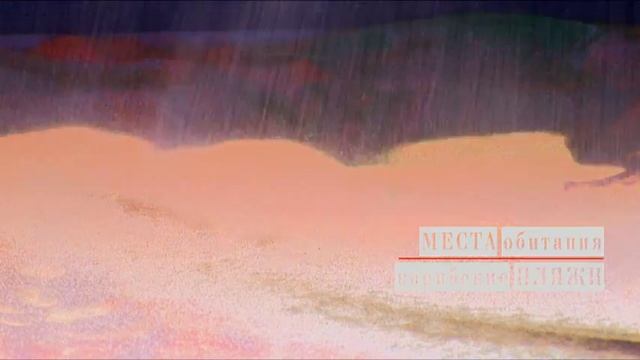 16 серия. КАРИБСКИЙ ТЮЛЕНЬ -МОНАХ. Жертвы Цивилизации. Sand ART смотреть онлайн