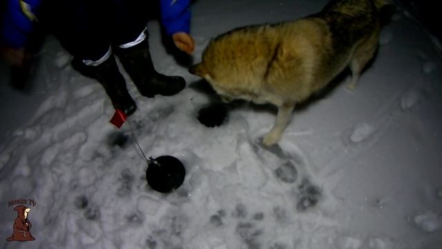 Неожиданный улов!!! Зимняя рыбалка по темну на реке Сок с жерлицами смотреть онлайн