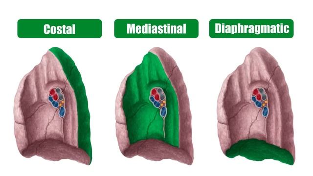 Lungs: Definition, Location & Structure - Human Anatomy | Kenhub смотреть онлайн