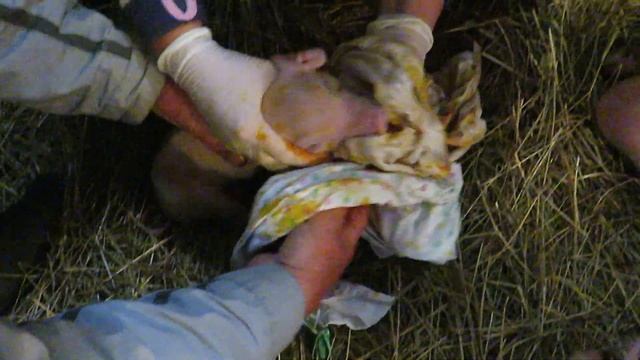 Первый опорос свиноматки. Сами принимаем роды первый раз смотреть онлайн