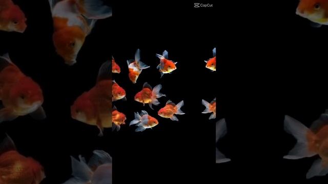 Оранда красная