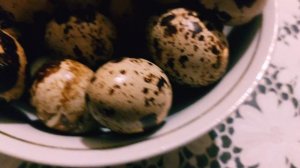 Сколько яиц несут перепела техасцы в день. Супер порода перепелов. Перепела мясо яичные. Бройлеры