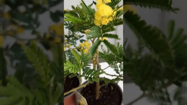 Ароматная мимоза в горшке. inst @janaplant смотреть онлайн