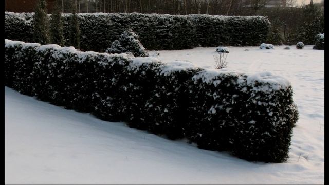 Мой прекрасный сад. Однолетние цветы. Многолетние растения. Хвойный сад. смотреть онлайн