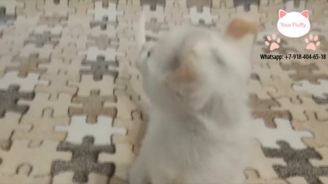 Кот Эльф смотреть онлайн