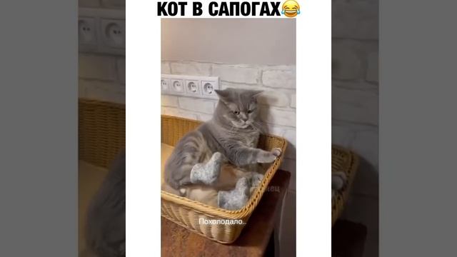 Вот так делают шерстяную нить? смотреть онлайн