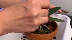 Быстрая пересадка перевалкой орхидеи Хатуюки/ Quick repotting P. Hatuyuki