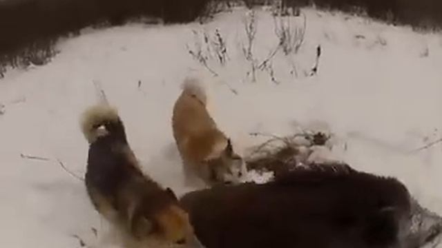 Охота на Кабана МЕГА КАБАН Hunting wild boar MEGA BOAR смотреть онлайн
