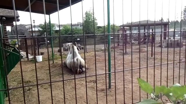 #Ижевский зоопарк/Udmurt Republic Zoo смотреть онлайн