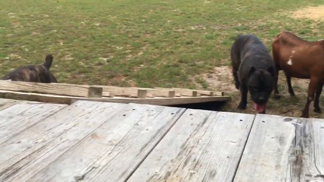 Cane Corso Explained смотреть онлайн