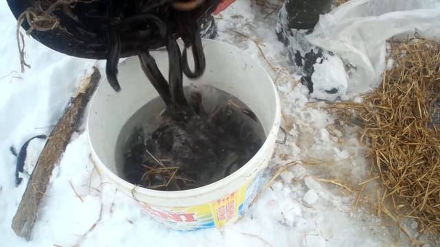 Вьюн.Дедовский способ работает!!!Ловля вьюна. смотреть онлайн