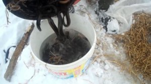 Вьюн.Дедовский способ работает!!!Ловля вьюна.