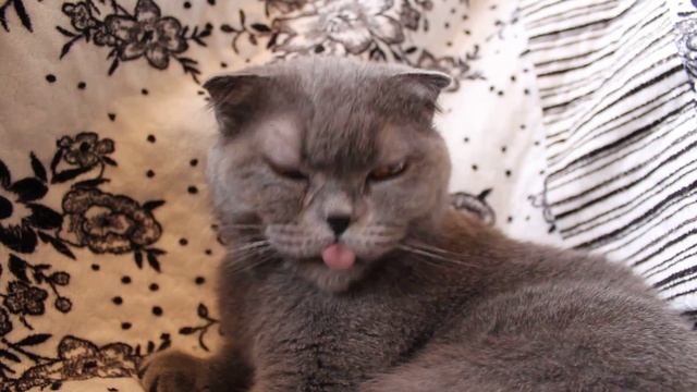 Дыхание кошки (свист и хрип). смотреть онлайн