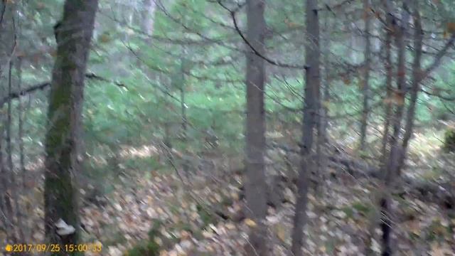 поиск грибов 2 смотреть онлайн