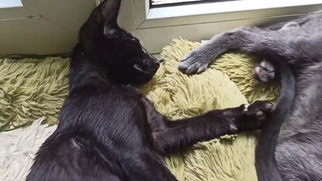 Потомки летучих мышей смотреть онлайн