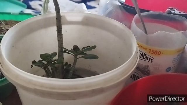 transplantation of adenium grown from seeds of the adenium arabicum mix. смотреть онлайн