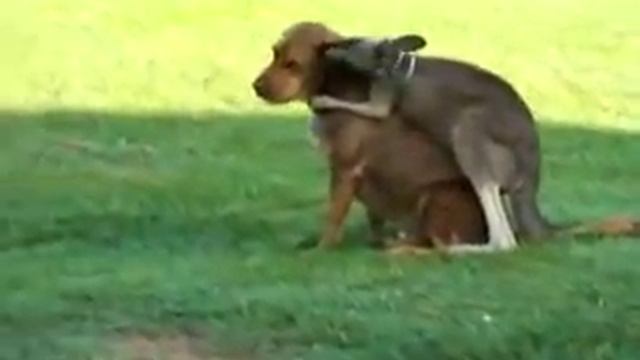 Kangaroo hugs on his dog смотреть онлайн