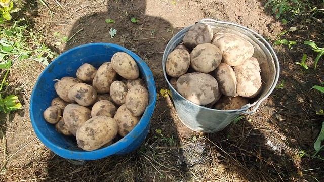 Картофель сынок. смотреть онлайн