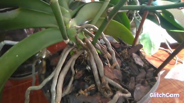 Орхидеи Фаленопсис пышное цветение продолжается.. Март 2022г Орхидеи Диамант и Сурф Сонг .. смотреть онлайн