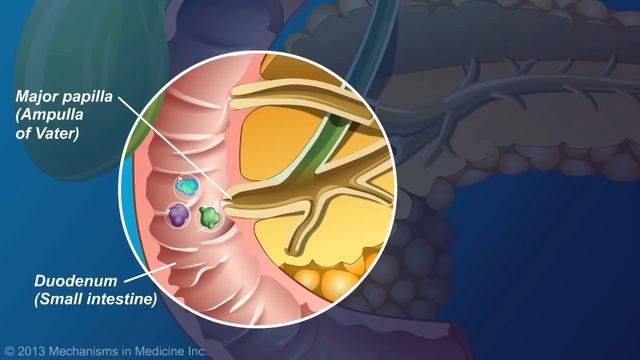 The Role and Anatomy of the Pancreas смотреть онлайн