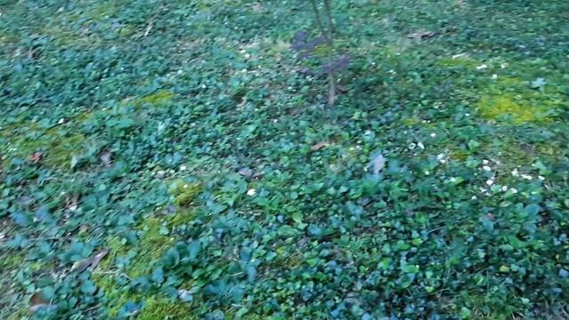 Harvesting and cooking shrimp of the woods AKA aborted entoloma смотреть онлайн