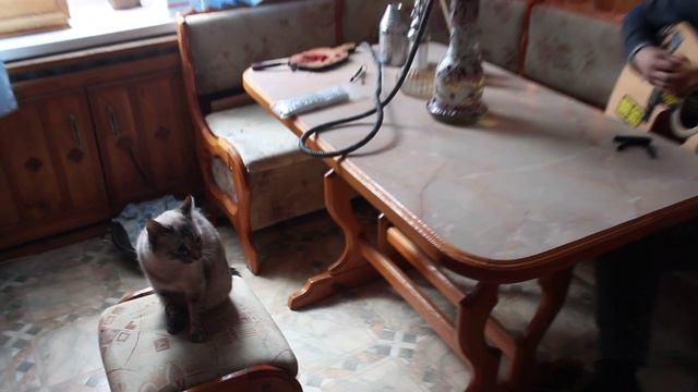 Рошаль, 2/02/2013 ( Кошка залипает от пения Димы:D ) смотреть онлайн